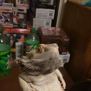 Meet your Posher, Amogus